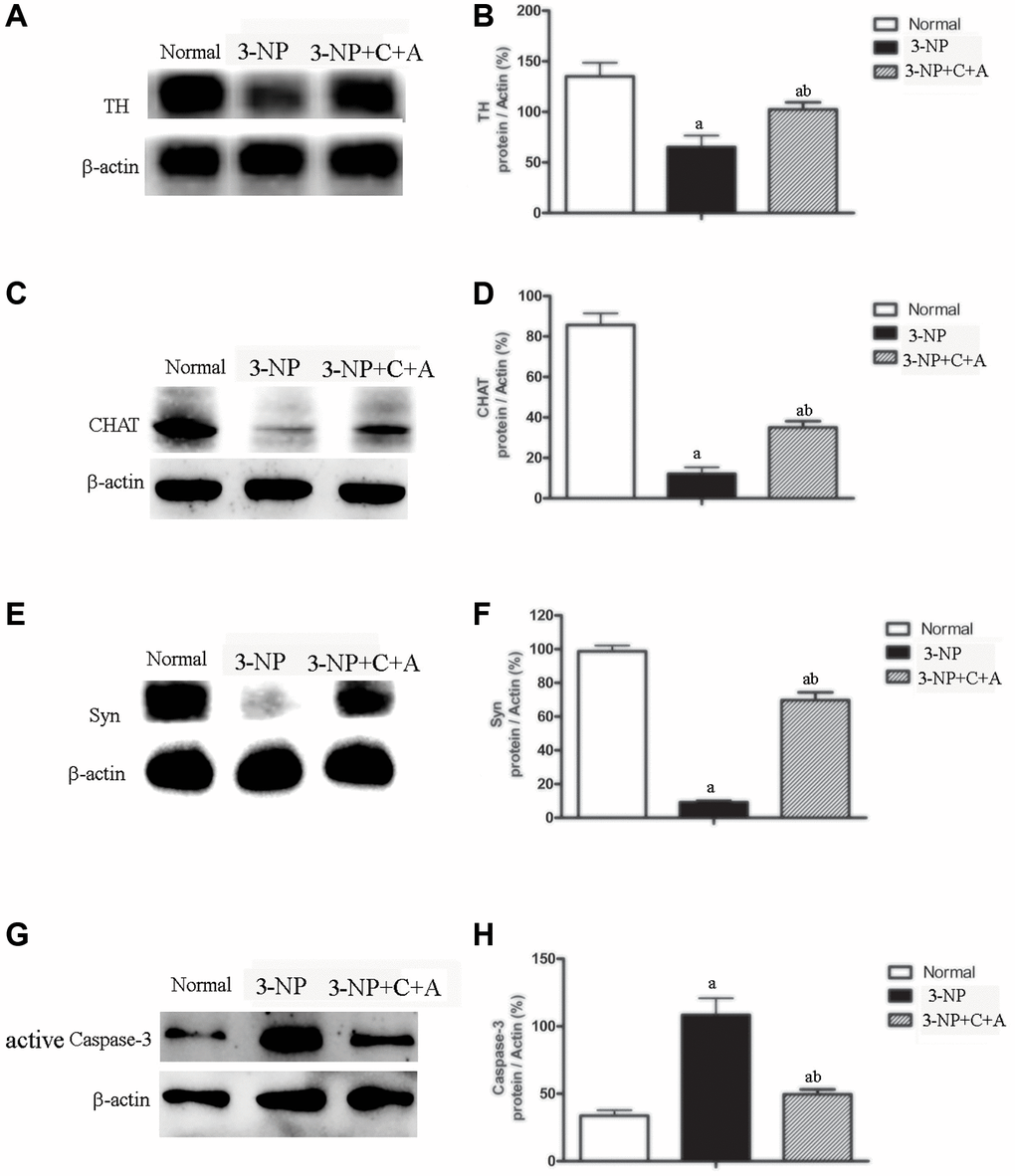 Treatment with C16+Ang-l can alleviate 3-NP-induced TH and CHAT expression decline, neuronal death, and synaptophysin loss. Western blot semi-quantitative analyses of (A–B) TH (for dopamine neurons), (C–D) CHAT (for cholinergic neurons), (E–F) Syn (synapse-associated proteins that showed synaptic plasticity and correlate with cognitive decline), and (G–H) active caspase-3 (an enzyme involved in mammalian apoptotic cell death) in the control, 3-NP, and 3-NP+C16+Ang-1 groups. aP bP 