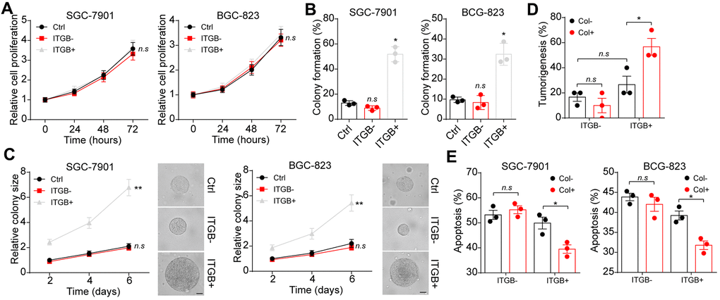 Collagen mediated gastric cancer progression through integrin β1. (A) The proliferation of unsorted or ITGB1-/+ SGC-7901/BGC-823 cells in 72 hours. (B) The 3D colony formation capability of unsorted or ITGB1-/+ SGC-7901/BGC-823 cells in 3D collagen gel. (C) The colony sizes of unsorted or ITGB1-/+ SGC-7901/BGC-823 cells in 3D collagen gel. The scale bar is 30 μm. (D) The ITGB1-/+ SGC-7901 cells were sorted and cultured in 3D collagen gel (6 days) or not. Then the tumorigenic capability of SGC-7901 in NOD-SCID mice were examined. (E) The ITGB1-/+ SGC-7901 cells were sorted and cultured 3D collagen gel (6 days) or not. Then tumor cells were treated with 5-FU (5 μg/ml) and the cell apoptosis was examined. *Indicates P 