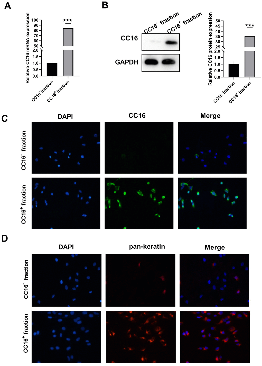 Characterization of sorted cells. (A, B) CC16 mRNA and protein expression in the sorted CC16+ and CC16- cell fraction are detected by RT-PCR and western blot assay. (C, D) Immunofluorescence (IF) staining shows that 98% of the cells in CC16+ sorted fraction express CC16, and all the cells in CC16+ sorted fraction show positive expression of pan-keratin, the epithelial marker (× 100). ***P - fraction.