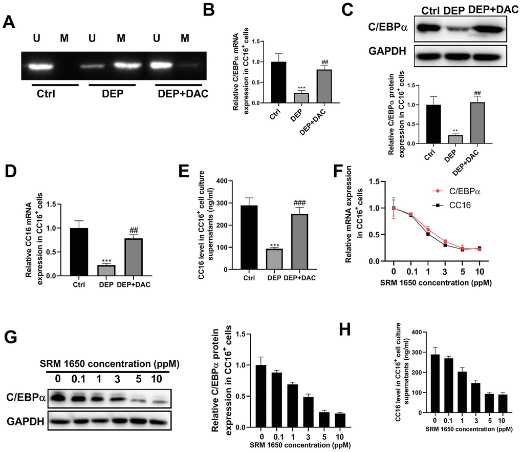 DEP exposure induces C/EBPα hypermethylation and decreases CC16 production and secretion in CC16+ Cells. CC16+ cells are exposed to 5 ppm SRM 1650b (the commercial DEP matter) in the presence of DAC or not for 48 h, and then cells and culture supernatants are collected. (A) MSP analysis is performed to detect the methylation of C/EBPα promoter. Lane U, amplified product with primers recognizing unmethylated C/EBPα sequence. Lane M, amplified product with primers recognizing methylated C/EBPα sequence. (B, C) The mRNA and protein expression of C/EBPα are determined by RT-PCR and western blot assay. (D, E) CC16 mRNA expression and level in culture supernatants are detected by RT-PCR and ELISA assay. (F–H) After treatment of CC16+ cells with different concentrations of SRM 1650b (0.1, 1, 3, 5 and 10 ppM), C/EBPα and CC16 mRNA expression, C/EBPα protein expression, and CC16 level in culture supernatants are determined by RT-PCR, western blot and ELISA assay. **P P ##P  and ###P  vs. DEP group.