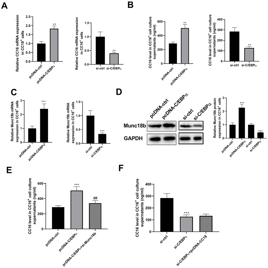 C/EBPα regulates CC16 secretion via Munc18b in CC16+ cells. After transfection of CC16+ cells with pcDNA-ctrl, pcDNA-C/EBPα, pcDNA-C/EBPα+si-Munc18b, si-ctrl, si-C/EBPα, or si-C/EBPα+ pcDNA-CC16, cells are cultured for 48 h, and then cells and culture supernatants are collected. (A, B) The effects of C/EBPα overexpression or knockdown on CC16 mRNA and protein released into the culture media are detected by RT-PCR and ELISA. (C, D) The effects of C/EBPα overexpression or knockdown on Munc18b mRNA and protein expression are detected by RT-PCR and western blot assay. (E, F) The increase of CC16 secretion induced by C/EBPα overexpression is abolished by Munc18b knockdown, while the decrease of CC16 secretion induced by C/EBPα knockdown is not affected by CC16 overexpression. **P P ##P  vs. pcDNA-C/EBPα group.