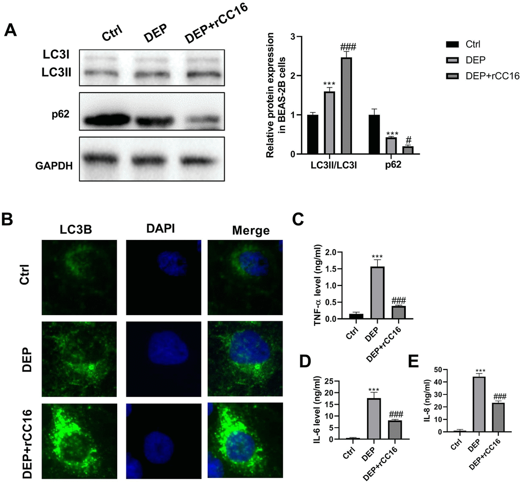 rCC16 relieves DEP-induced bronchial epithelial cell inflammation via activation of autophagy. BEAS-2B cells are incubated with 5 ppm SRM 1650b, or 300 ng/ml rCC16 + 5 ppm SRM 1650b for 12 h. Then the cells and culture supernatants are harvested. (A) LC3B and p62 protein expression in BEAS-2B cells are detected by western blot. (B) Autophagy induction is evaluated by LC3B immunostaining (× 400). Autophagosomes are identified as bright green dots. (C–E) TNF-α, IL-6, and IL-8 level in culture supernatants are detected by ELISA. ***P 