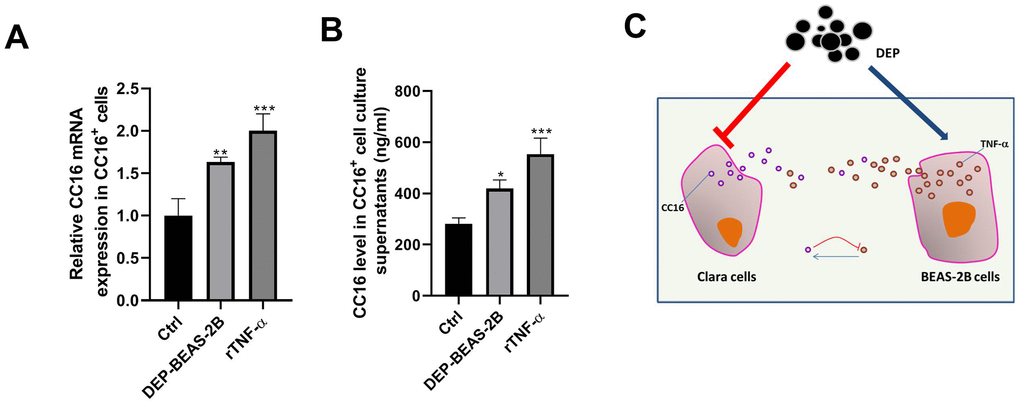 TNF-α released by BEAS-2B cells induces CC16 production and secretion from CC16+ cells. BEAS-2B cell conditioned medium (DEP-BEAS-2B) is prepared, and used to culture CC16+ cells. The TNF-α level in the culture medium of ctrl, DEP-BEAS-2B, and rTNF-α group is 0, 0.81 and 3 ng/ml, respectively. CC16+ cells are cultured in these media for 48 h. Then CC16 mRNA expression (A) and level in culture supernatants (B) are detected by RT-PCR and ELISA assay. (C) CC16-TNF-α negative feedback loop between Clara cells and normal airway epithelial cells protects against DEP exposure-induced injury. Red upside down T line drawing indicates inhibitive action. Blue line with arrowhead drawing indicates driving role. *P P P 