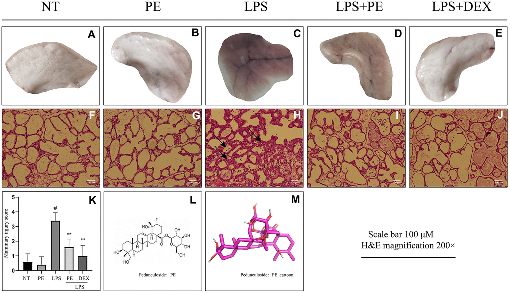 Effect of Pedunculoside (PE) on the pathological damage of mammary gland in mice with mastitis. PE (10 mg/kg) was given orally for 7 days before the establishment of mastitis model. The fourth pair of milk ducts in mice were injected with 50 μL of 0.2 μg/μL LPS for 24 h. The mice were killed by dislocation and fixed on the operating platform. The hair was disinfected and fixed by spraying 70% alcohol. The midline of abdomen was cut to expose the breast tissue. Finally, the mammary was photographed and collected. (A–E) Morphological photos of mouse mammary gland tissue; (F–J) H&E staining of mouse mammary gland paraffin section; (K) Pathological damage score of mice mammary gland tissue; (L) Structural formula of Pedunculoside; (M) 3D mode of Pedunculoside. The lesion was shown by the arrow in the figure. Scale bar 100 μM, H&E magnification 200×. Dexamethasone (DEX) was administered intramuscularly at a concentration of 5 mg/kg. Values are presented as means ± SEM, three independent repeated experiments were performed; #pp0.01 vs. LPS group.