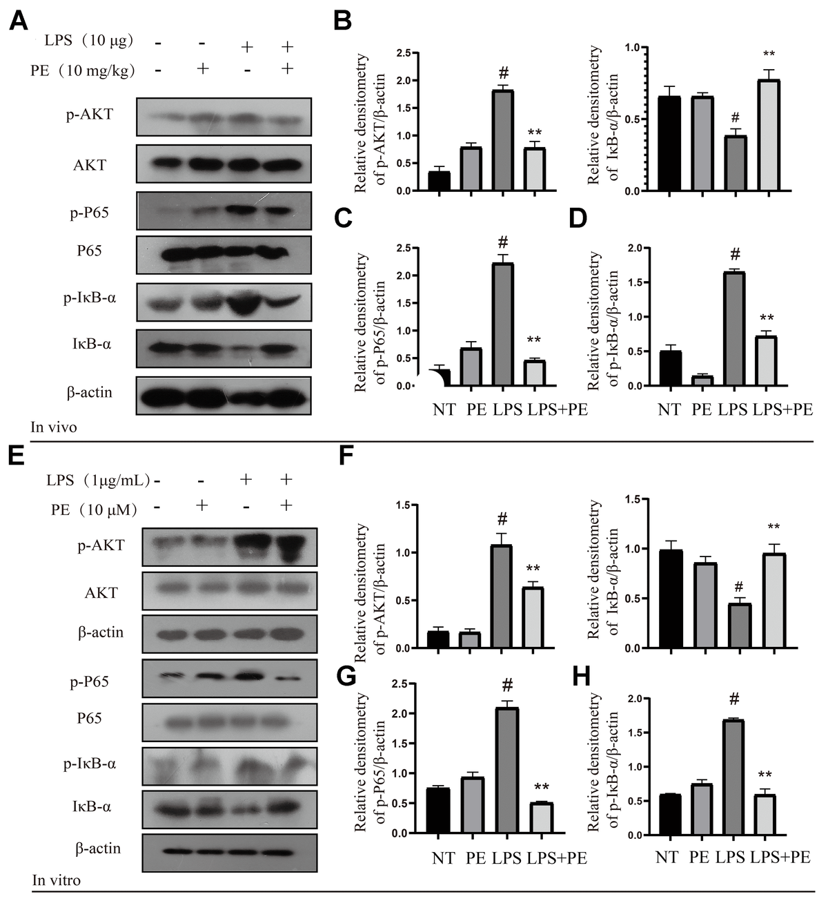 Effect of PE on AKT/NF-κB signal pathway in mastitis models in vivo and in vitro. PE was given orally for 7 days. The fourth pair of milk ducts in mice were injected with LPS for 24 h. The mice were killed by dislocation and fixed on the operating platform after LPS injection 24 h. The midline of abdomen was cut to collect mammary gland. PE was added to the cell culture medium at a concentration of 10 μM. After 1 h, LPS was added to the culture medium at a concentration of 1 μg/mL. The co-stimulation time was 12 h. (NP40) was added to mice mammary gland and mMECs, and then Western blot samples were prepared to obtain protein bands. (A–D) Western blot assay of p-AKT, AKT, p-P65, P65, p-IκB-α and IκB-α in mammary gland. (E–H) Western blot assay of p-AKT, AKT, p-P65, P65, p-IκB-α, IκB-α in mMECs. Each immunoreactive band was digitized and expressed as a ratio of the β-actin level. Values are presented as means ± SEM, three independent repeated experiments were performed. #p**p  0.01 vs. LPS group.