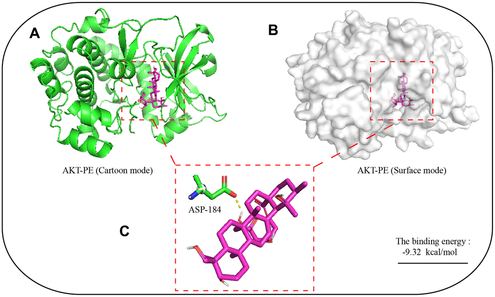 Molecular dynamics simulation of the binding site of PE and AKT protein. The 3D structure of PE was obtained from PubChem. The initial X-ray crystal structure of AKT was obtained from the Protein Data Bank. (A) 3D structure of AKT with PE (Cartoon mode); (B) 3D structure of AKT with PE (Surface mode); (C) PE and AKT proteins are predicted to bind to the amino acid residue aspartic acid 184 (ASP-184); The autodock4 software was used for molecular docking simulation, and 2.5x106 operations were executed, used to find potential docking sites.