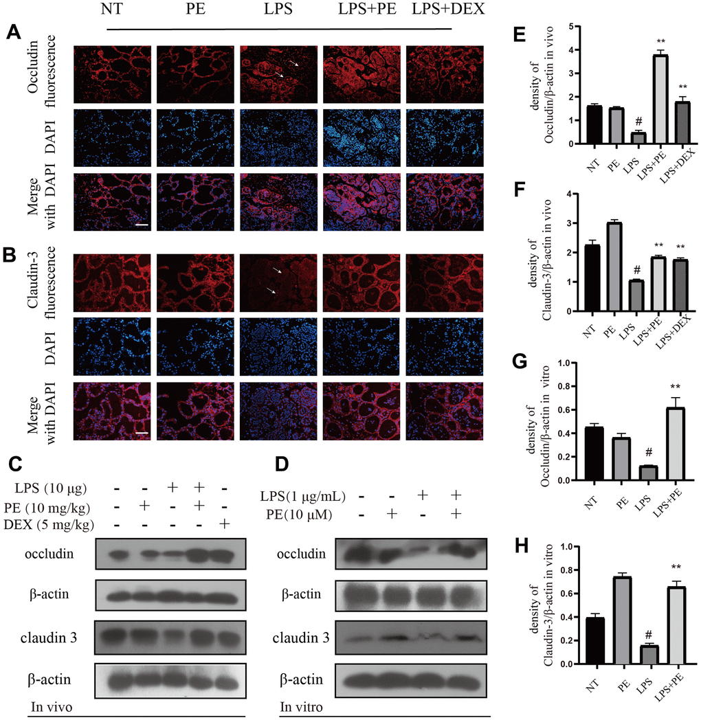 The effect of PE on tight junction proteins occludin and claudin-3. PE was given orally for 7 days. The fourth pair of milk ducts in mice were injected with LPS for 24 h. The mice were killed by dislocation and fixed on the operating platform after LPS injection 24 h. The midline of abdomen was cut to collect mammary gland. PE was added to the cell culture medium at a concentration of 10 μM. After 1 h, LPS was added to the culture medium at a concentration of 1 μg/mL. The co-stimulation time was 12 h. (NP40) was added to mice mammary gland and mMECs, and then Western blot samples were prepared to obtain protein bands., Immunofluorescence and Western blot methods were used to evaluate the expression changes of tight junction proteins occludin and claudin-3 in mammary gland and mMECs. Immunofluorescence of occludin (A) and claudin-3 (B) in frozen sections of mammary gland. Scale bar 100 μM. (C, E, F) Western blot assay of occludin and claudin-3 in mammary gland; (D, G, H) Western blot assay of occludin and claudin-3 in mMECs. Each immunoreactive band was digitized and expressed as a ratio of the β-actin level. Values are presented as means ± SEM, three independent repeated experiments were performed; #p**p  0.01 vs. LPS group.