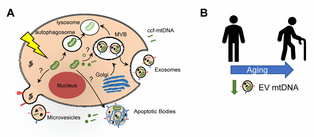 Mitochondrial DNA in extracellular vesicles and association with human aging. Damage to mitochondria can lead to release of mitochondrial components, including mitochondrial DNA (mtDNA). Circulating cell-free mtDNA (ccf-mtDNA) can be released into the circulation. It can also be encapsulated into extracellular vesicles (EVs). Three main types of EVs are indicated and the possible mechanism for incorporation of mitochondrial components. Alternatively, damaged mitochondria can be degraded via the mitophagy pathway. (B) Schematic representation showing decreased circulating EV mtDNA levels with human age.