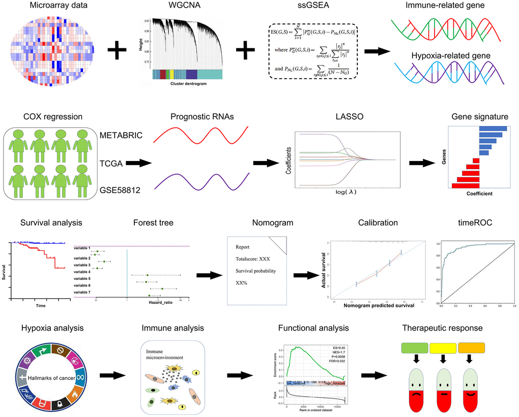 Schematic diagram of this study. A panel of prognostic hypoxia-related and immune-related genes were determined from the METABRIC, TCGA, and GSE58812 datasets. A comprehensive hypoxia and immune related genes were constituted using the LASSO regression model. The prognostic value, hypoxia and immune status, and therapeutic response were further validated in multiple cohorts.