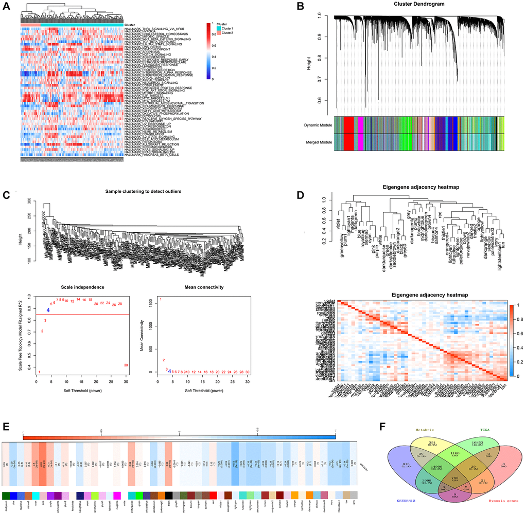 Identification of potential HRGs in TNBC. (A) Hypoxia ssGSEA scores were estimated in the METABRIC cohort. (B) WGCNA was applied with whole-transcriptome profiling data and hypoxia ssGSEA Z-scores. (C) The optimal soft threshold to confirm a scale free co-expression network. (D) A total of 47 non-grey modules were identified. (E) The pink module depicted the highest correlation (r = 0.64, p = 2e−24) with hypoxia. (F) Venn diagram suggested 788 hypoxia related genes in the three cohorts.