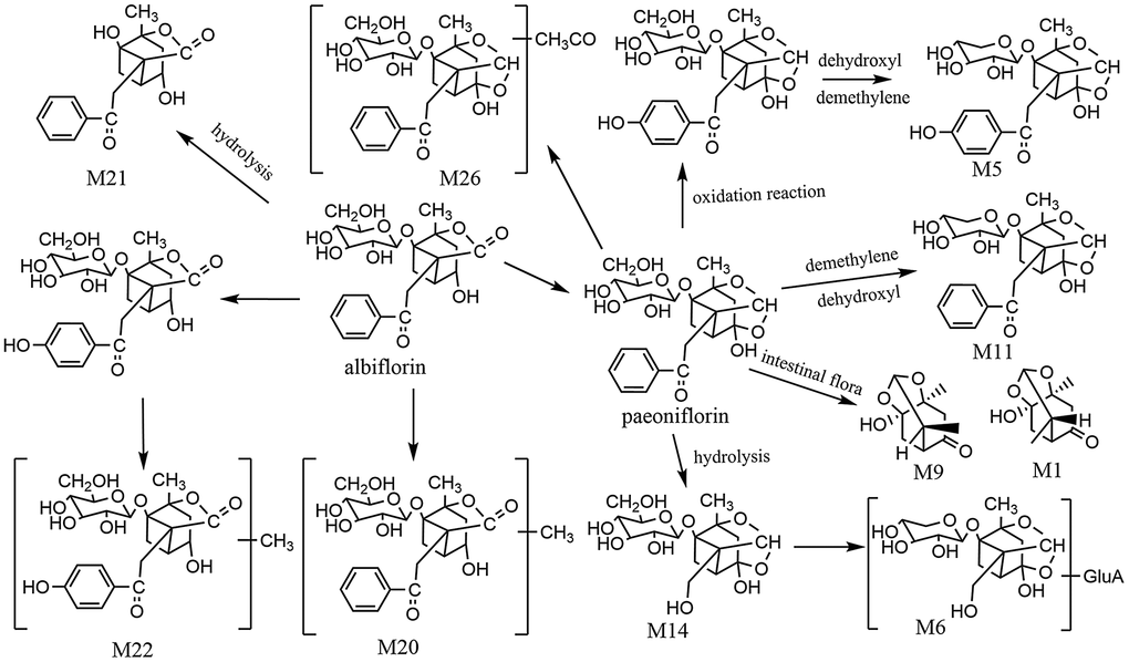 The proposed metabolic profiles of paeoniflorin-related metabolites.