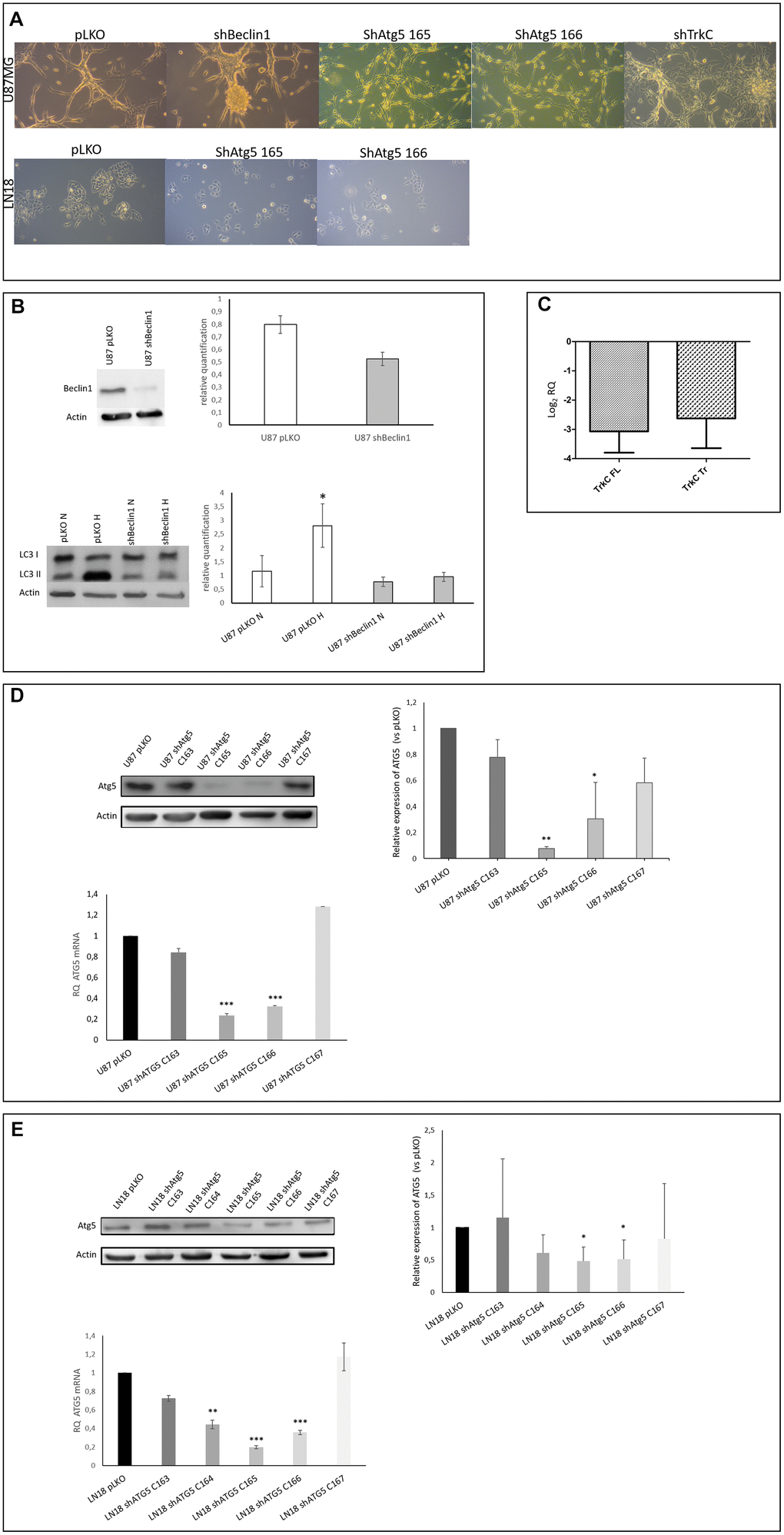 (A) Cell phenotype is modified in U87-MG but not in LN18 cells. U87-MG cells: U87shBeclin1 cells showed a high capacity to generate spheres as compared with U87pLKO cells (control cell line transfected with an empty vector). U87shATG5 cells (clones 165 and 166) appeared thinner and smaller than U87pLKO cells, without sphere formation. U87shTrkC cells appeared flattened, and larger than U87pLKO cells. LN18 cells: no difference was observed between LN18pLKO and LN18shATG5 cells, all cell lines presented attached cells, with a propensity to form clusters. (B) Reduced expression of Beclin1 leads to the inhibition of the autophagy process (N=3). Upper panel: Beclin1 protein expression is highly reduced in U87shBeclin1 cells showing a 60% of silencing in sh-cell line. Lower panel: LC3I to LC3II conversion (marker of functional autophagy) is evaluated by western blot analysis in U87pLKO and U87shBeclin1 cell lines when cultured in normoxic or hypoxic conditions. Increase of LC3II expression is observed in U87pLKO cells after hypoxic stress *pC) Reduced expression of TrkC in U87shTrkC cells. TrkC expression was evaluated by RTqPCR. Biological activity of the TrkC receptor is due to two major isoforms of the TrkC protein after alternative splicing, named Full Length TrkC (145 kDa) and Truncated TrkC (95 KDa) (N=3). We verified that the TrkC-directed shRNA actually led to a drop in both TrkC mRNA levels (FL and Tr). In U87shTrKC both FL and Tr TrkC expressions, appear to decrease, with a log2 RQ value lower than -2.5 for each one of the transcripts (log2 RQ=0 corresponds to the expression level of TrkC in U87pLKO cells and was considered as a reference value). (D) Reduced expression of ATG5 in U87shATG5 cell lines (N=5). Upper panel: ATG5 protein expression was evaluated by western blot analysis in U87pLKO cells and in four U87shATG5 isolates. Clones U87shATG5-165 and -166 showed the strongest ATG5 expression decrease as compared with U87pLKO cells (**pE) Reduced expression of ATG5 in LN18shATG5 cell lines (N=5). Upper panel: ATG5 protein expression was evaluated by western blot analysis in LN18pLKO cell line and in four LN18shATG5 isolates. Clones LN18shATG5-165 and -166 showed the strongest ATG5 expression decrease as compared with LN18pLKO cells (*p