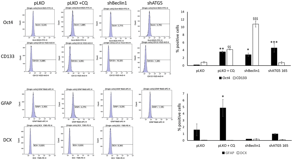 Cancer stem cells and differentiation markers ‘expression were evaluated by flow cytometry. (N=3). Chloroquine, Beclin1 and ATG5 protein inhibition significantly increase stem cell markers’ expression in U87-MG but do not significantly modify the expression of differentiation markers except for GFAP (* p