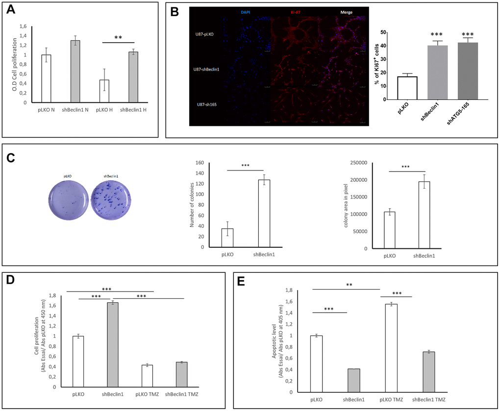 Impact of Beclin1 extinction on glioma cell proliferation and clonogenicity. (A) Cell proliferation in normoxic (N) and hypoxic (H) conditions. Cell proliferation was analyzed using BrdU incorporation (N=3). A slight increase in proliferation rate of U87hBeclin1 cells was observed, as compared with U87pLKO in normoxia; in hypoxic conditions a more significant difference was recorded **pB) Ki67 expression significantly increases in shBeclin1 and shATG5 cells compared to pLKO condition ***pC) Colony forming unit assay with U87shBeclin1. The clonogenic assay was performed as described in material and methods (N=3). There is a significant increase in number (left panel) and size (right panel) of U87shBeclin1 colonies as compared with those obtained with U87pLKO *** pD) Impact of TMZ on cell proliferation. In basal condition, after 144 h of cell culture and 3 h of BrdU incorporation, U87shBeclin1 cells proliferate more than U87pLKO (***pE) Impact of TMZ on apoptosis. Apoptotic cell death was evaluated using the Elisa Cell death kit as described in material and methods. After 144 h of culture in basal condition, U87pLKO appears to be the most sensitive cell line to basal apoptosis compared to U87shBeclin1 (***p