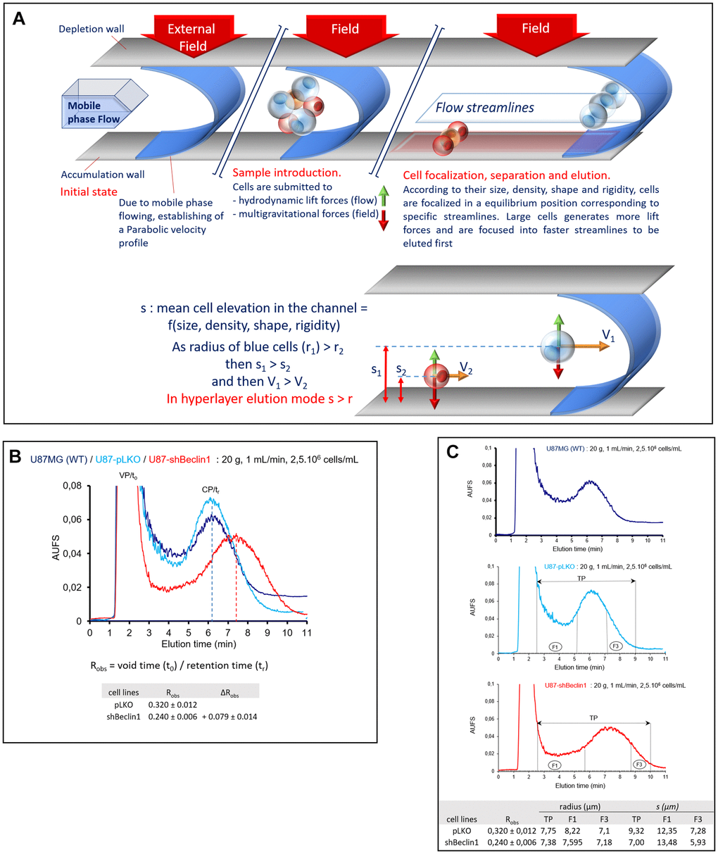 Cell monitoring and cell sorting by SdFFF. (A) A schematic representation of cell elution by sedimentation field-flow fractionation. Cells are eluted according to their biophysical properties (size, density, rigidity, deformability, nucleo-cytoplasmic ratio) under the biocompatible hyperlayer elution mode. Cell elution is characterized by the retention ratio: Robs = (retention time, tr)/void time, t0). Robs depends on cell elevation “s” in the channel thickness, ω. Larger and less dense cells are eluted first whereas smaller and denser ones are eluted later. (B) Comparison of representative fractograms. In each case, the classical two-peak profiles called fractograms were observed; the first peak corresponding to the void peak (VP, t0 unretained species) and the second one corresponding to the cell peak (CP, tr). Elution profiles (arbitrary absorbance units (AUFS) at 254 nm as a function of elution time) are similar for U87-MG (dark blue curve) and U87pLKO (light blue curve) cell lines. U87pLKO are used as control for SdFFF cell sorting. U87shBeclin1 fractogram (red curve) is around 1 minute right-shifted compared with U87pLKO. Robs = t0 / tr (void time / retention time), calculated by the first moment method, are used for the measurement of the peak shift: ∆Robs = Robs pLKO - Robs shBeclin1 = + 0.079 ± 0.014 (N=4). (C) Representative fraction collections. Elution profiles are similar for U87-MG (upper panel) and U87pLKO (mid panel) cell lines but different for U87shBeclin1 (lower panel). Representative collected fractions TP and F are indicated on fractograms by horizontal lines bounded by arrows and vertical plane lines, respectively: TP: 2’30-9’00, F1: 2’30-5’10 and F3: 7’10-9’00 for U87pLKO; TP: 2’30-10’00, F1: 2’30-5’40 and F3: 8’45-10’00 for U87shBeclin1. Cells eluted in the fraction 1 (F1) are larger than those eluted in the last one (F3). "s" considered as the average cell elevation in the channel thickness is larger than the particle radius of U87pLKO cells, contrary to U87shBeclin1, especially cells collected in F3 shBeclin1(N=4).