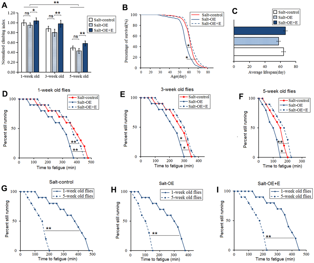 Influence of heart salt gene overexpression and LTE on the climbing ability and lifespan in Drosophila. (A) The climbing index in 1-week old, 3-week old, and 5-week old flies. (B) Fly population survival (%)curve. The leftmost curve represents the salt-OE group, of which flies had the shortest lifespan. (C) The average lifespan. (D) The climbing endurance in 1-week old flies. (E) The climbing endurance in 3-week old flies. (F) The climbing endurance in 5-week old flies. (G) The climbing endurance of Salt-control. (H) The climbing endurance of Salt-OE. (I) The climbing endurance of Salt-OE+E. The leftmost curve represents the salt-OE group, of which flies had the shortest lifespan. For climbing ability measurement, the sample size was about 100 flies for each group. For climbing index, using a one-way analysis of variance (ANOVA) followed by an LSD test among these groups. For lifespan, the sample size was 200-220 flies for each group. P-values for lifespan curves and climbing endurance curves were calculated by the log-rank test. Data are represented as means ± SEM. *P