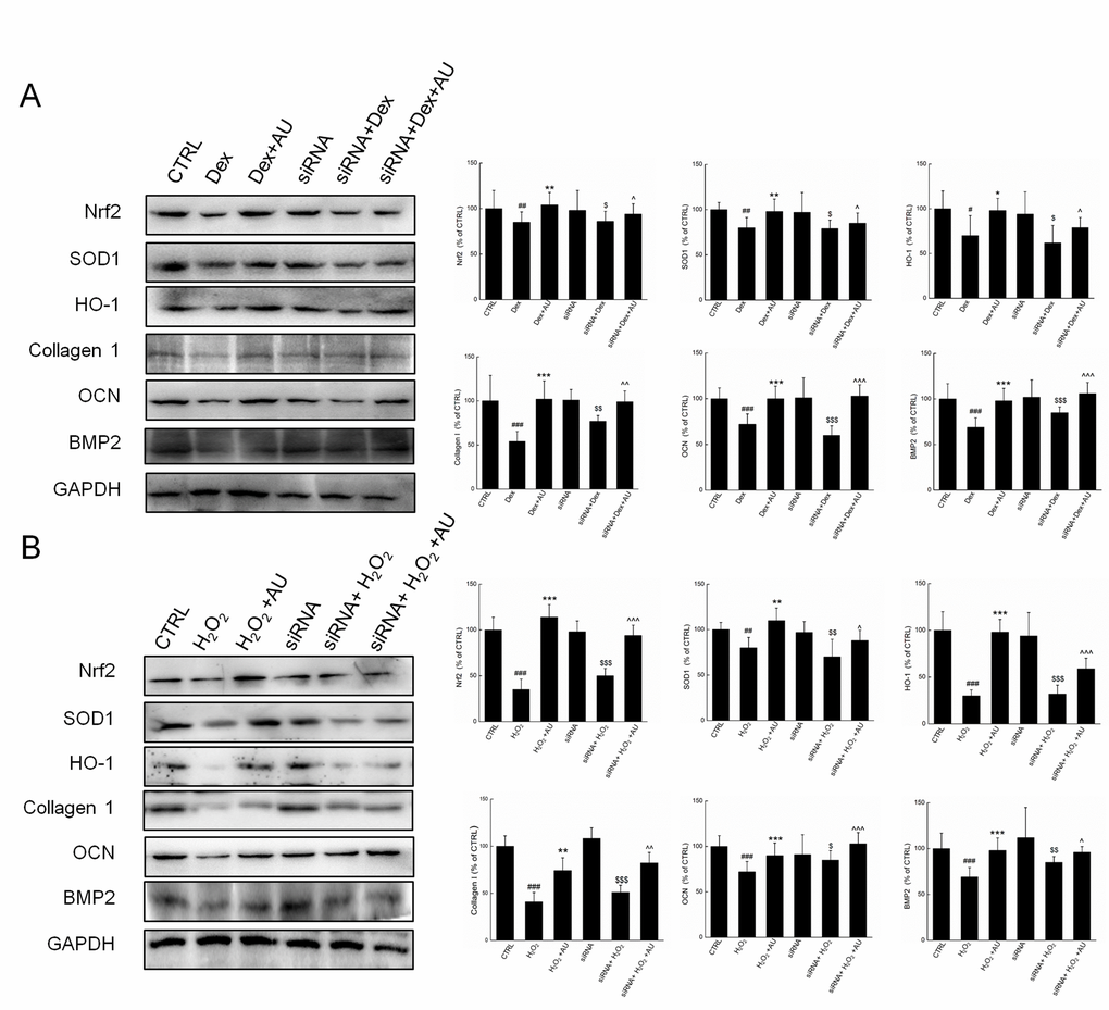 Negative siRNA transfection failed to influence the effects of AU on the protein expressions in (A) Dex and (B) H2O2 damaged MG63 cells. The quantification data of proteins were normalized by corresponding GAPDH, respectively, expressed as mean±S.D. (n=4) and analyzed using a one-way ANOVA. # P2O2-exposed cells, $ P2O2-exposed negative siRNA transfected cells.