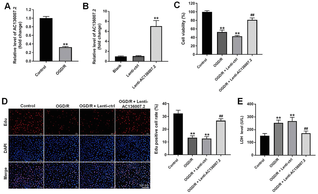 Overexpression of AC136007.2 decreases OGD/R-induced cell death in SH-SY5Y cells. (A) Relative AC136007.2 expression level was evaluated by RT-qPCR in SH-SY5Y cells incubated in normoxic (control) conditions and after OGD/R treatment. (B) RT-qPCR analysis of AC136007.2 expression after transfection with lenti-AC136007.2 or its negative control. (C) Cell viability was determined by the CCK-8 assay. (D) Cell proliferation was determined by EdU assay. The rate of Edu-positive cells (histogram on the right side) was calculated from three random fields of view, with total cell numbers determined by DAPI staining. (E) LDH-based cytotoxicity analysis. **p## p