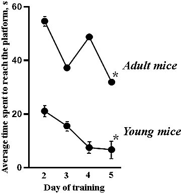 Average time spent by female C57BL/6 mice to reach the platform during the training course in the Morris water maze. All adult mice’s values significantly differed from those of the young mice, *- versus the second day of the training course, p≤0.05, the Wilcoxon T-test.