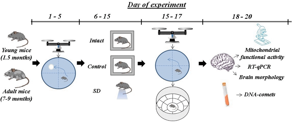 Scheme of the experiment.