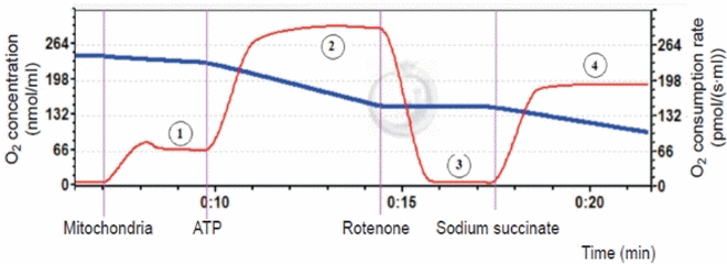 A typical example of recordings the oxygen consumption rate by brain mitochondria. Respiratory chain components were added sequentially to the incubation medium containing mitochondrial suspension: (1) oxygen consumption rate in the presence of a high concentration of complex I substrates: 5 mM glutamate and 5 mM malate (electron transfer from NADH hydrogen atoms to respiratory chain enzymes); (2) stimulation of the oxidative phosphorylation of the mitochondrial respiratory chain by 5 mM ADP (the oxidation process of reduced NADH equivalents by the respiratory chain enzymes followed by the ATP synthesis); (3) inhibition of the complex I work with 0.5 μM rotenone solution (electron transfer blockade in complex I from the iron-sulphur cluster to the oxidized ubichinon); (4) succinate-dependent pathway of substrate oxidation (application of complex II substrate (succinate)).