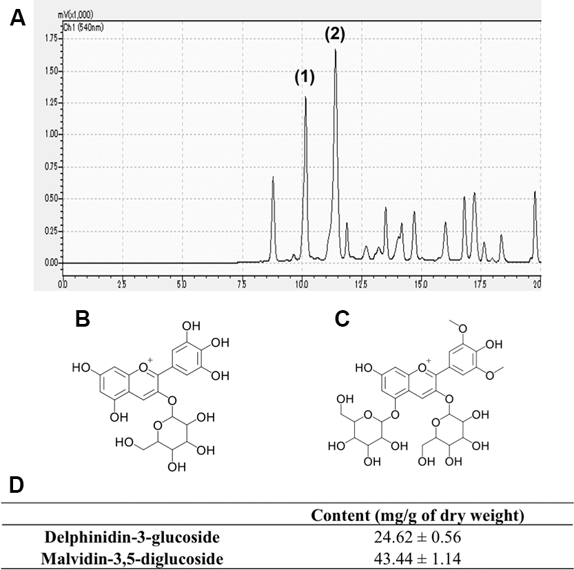 Representative chromatogram of Grape skin extract (GSE) (A). Anthocyanins content of GSE was determined by linear regression from the calibration graph of delphinidin-3-glucoside and malvidin-3,5-diglucoside. We determined that GSE contain (1) delphinidin-3-glucoside (B) and (2) malvidin-3,5-diglucoside (C). (D) Average contents of delphinidin-3-glucoside and malvidin-3,5-diglucoside in Grape skin extract (GSE).
