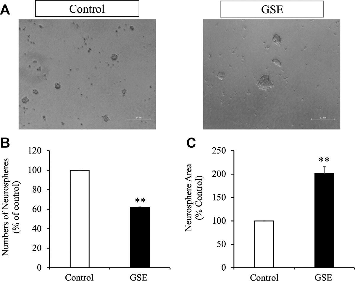 Effect of Grape skin extract (GSE) on SVZ neurosphere proliferation. Proliferation was tested using neurosphere cultures in presence of EGF and FGF2 (10 ng/mL). (A) Phase contrast microscopy images of neurospheres treated with or without grape extract (20 μg/mL) during 72 hr. Scale bar indicate 100 μm. (B) Neurosphere numbers after treatment with GSE. (C) The size of neurospheres after treatment with GSE. ** p 