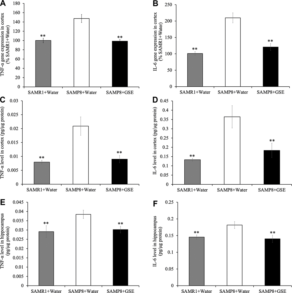 Effect of Grape skin extract (GSE) on gene expression of (A) tumor necrosis factor-α (TNF-α) and (B) interleukin-6 (IL-6) and protein levels of TNF-α and IL-6 in the cerebral cortex (C, D) and the hippocampus (E, F) of SAMP8. SAMP8 mice were orally administered with 50 mg/kg GSE for 30 days. The gene expression of TNF-α and IL-6 were evaluated using real-time RT-PCR. And protein levels of TNF-α and IL-6 were determined by ELISA kit. Each value is presented as mean ± SD. ** P 