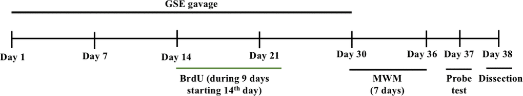 The experimental design of our in vivo experiment.