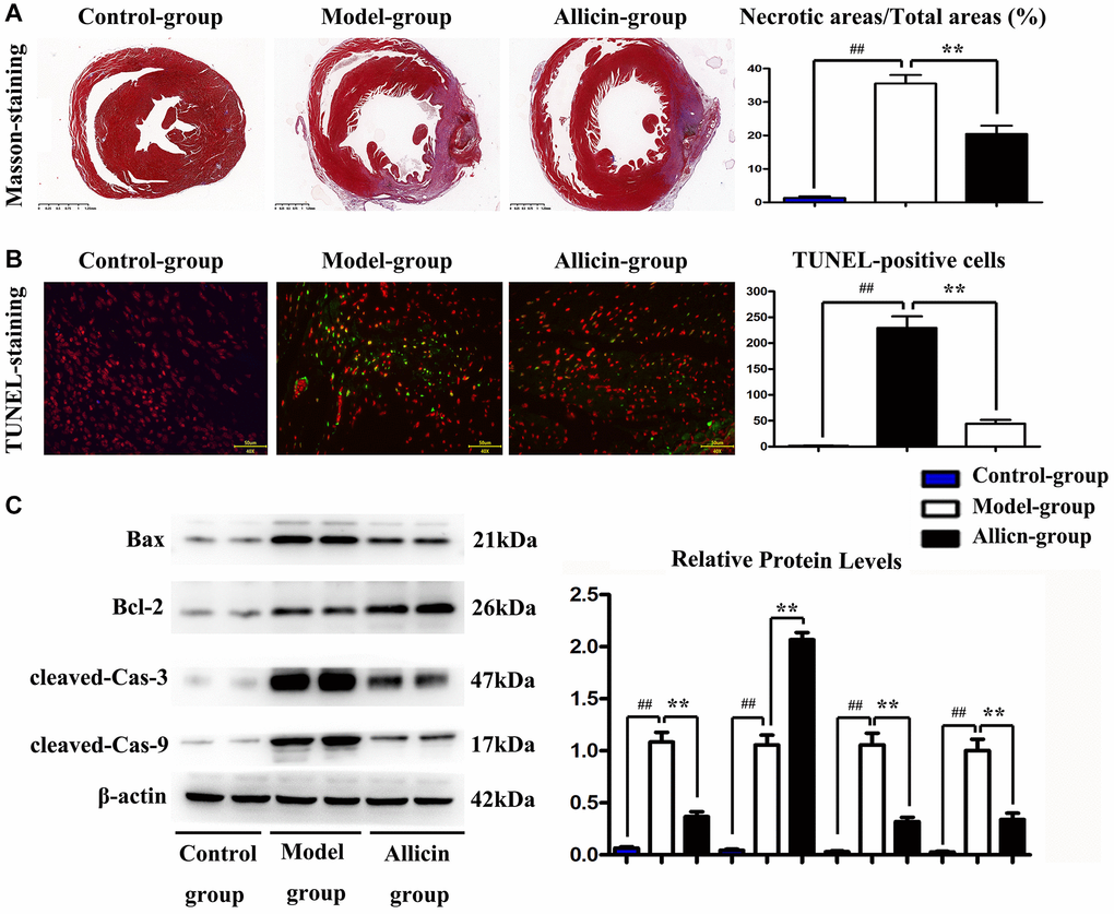 Allicin treatment reduced infarct size after M/IR and played the anti-apoptotic role in M/IR injury. (A) Masson staining to dye the heart of mice for evaluating the myocardial infarct area after the reperfusion, and the myocardial infarct size in the allicin group was fewer than that in the MI/R group. (B) The TUNEL staining, and the quantitative analysis revealed that very few TUNEL-positive cells were detected in the allicin group. (P C) allicin treatment reduced Bax and cleaved caspase-3/9 protein expression and enhanced BCL-2 protein expression by western blot and the quantitative analysis. (P 