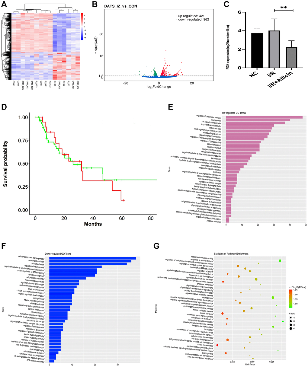 Microarray analysis exposed the regulation of the calcium ion pathway, and gene PI3KCA (PI3K) might influence the allicin-induced MI/R protection. (A) The hierarchical clustering analysis exhibited an intense distinction on differentially expressed mRNAs in MI/R+ Allicin as exhibited in the heat map. (B) The volcano plot exhibited an intense distinction on differentially expressed mRNAs in MI/R+ Allicin as exhibited in the heat map. (C) The qPCR analysis revealed that the level of PI3KCA(PI3K) was significantly decreased in MI/R+ Allicin tissues compared with I/R tissues. (P D) The receiver operating characteristic (ROC) curve revealed that the expression level of PI3KCA is associated with a higher overall survival rate. (E) The annotations of Gene Ontology (GO) found 39 upregulated pathways. (F) The annotations of Gene Ontology (GO) found 37 downregulated pathways (Figure 3E). (G) The partial results of the KEGG pathways.