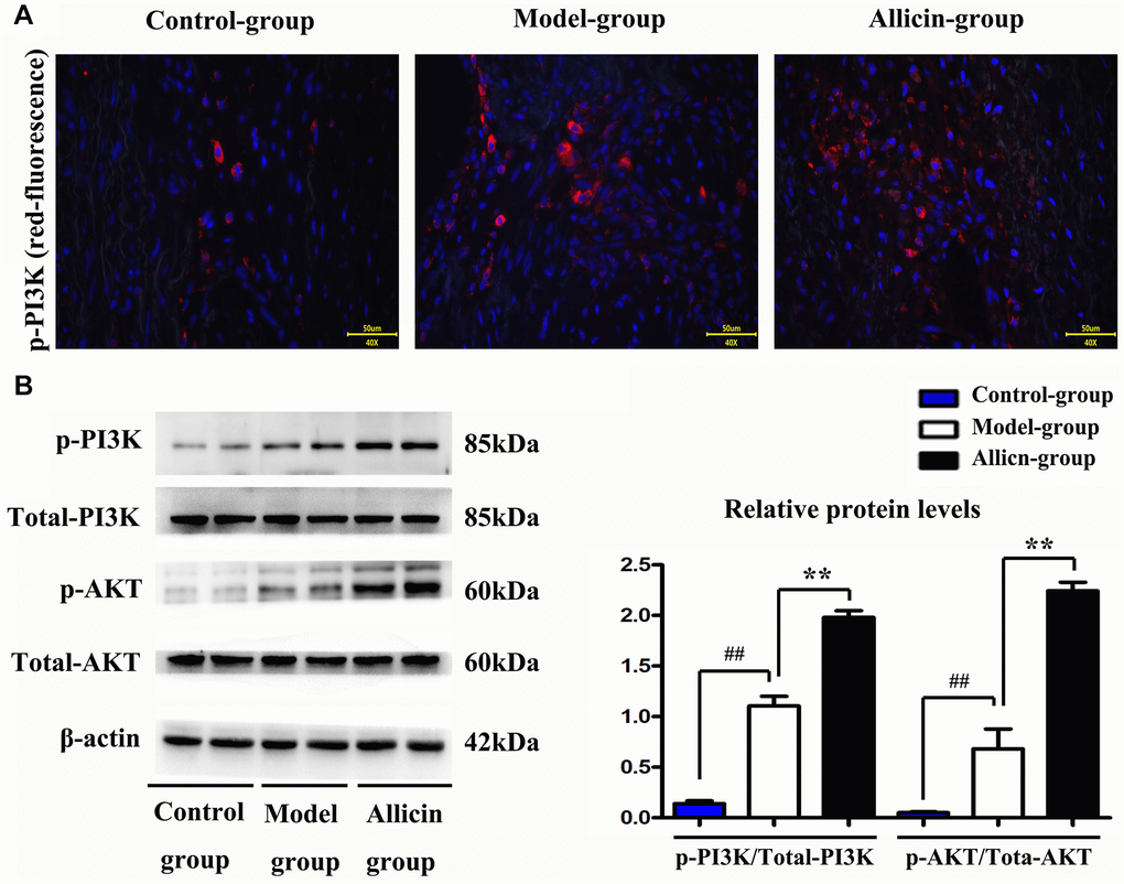 Allicin increased p-PI3K protein expression. (A) Immunofluorescence staining revealed that allicin could increase the level of p-PI3K in cardiomyocytes. (B) The quantitative analysis and western blot analysis revealed that allicin treatment caused a marked increase in the phosphorylation of Akt and PI3K compared with the MI/R group. (P 