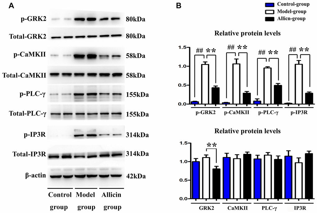 Allicin repressed the expression of p-GRK2, p-CaMKII, p-PLC-γ, and p-IP3R during MI/R injury. (A) The western blot analysis revealed that MI/R injury could enhance the expression of p-GRK2, p-CaMKII, p-PLC-γ, and p-IP3R, whereas the pretreatment with allicin can reduce the expression of p-GRK2, p-CaMKII, p-PLC-γ, and p-IP3R. (B) The quantitative analysis revealed that MI/R injury could enhance the expression of p-GRK2, p-CaMKII, p-PLC-γ, and p-IP3R, whereas the pretreatment with allicin can reduce the expression of p-GRK2, p-CaMKII, p-PLC-γ, and p-IP3R. (P 
