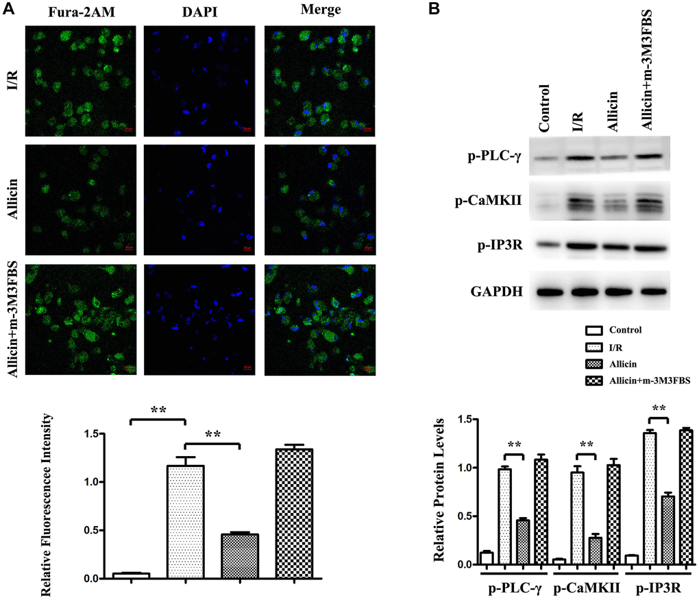 Effect of allicin on Ca2+ increase in MI/R injury via PI3K -mediated GRK2/PLC-γ/IP3R pathway. (A) The cardiomyocytes from MI/R, MI/R+ Allicin, and MI/R+ Allicin+ m-3M3FBS were stained with Fura-2AM dye, showing allicin decreased intracellular Ca2+ release during MI/R injury, and the pan-PLC activator m-3M3FBS reversed the decreased intracellular Ca2+ release during MI/R. (B) The western blot and quantitative analysis revealed that p-CaMKII, p-PLC-γ, and p-IP3R were increased in the MI/R group and reduced in the Allicin group m-3M3FBS could reverse the decrease of p-CaMKII, p-PLC-γ, and p-IP3R expression levels. (P 