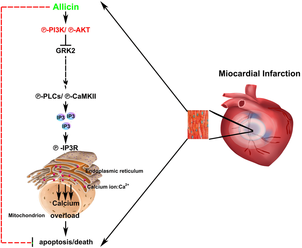 Schematic illustration of the proposed signaling mechanism/pathway underlying allicin’s protective effects.