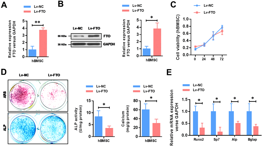 FTO over-expression impairs the osteogenic differentiation of BMSCs. (A) The efficiency of FTO over-expression in BMSCs were confirmed by quantitative real-time PCR. *PB) The efficiency of FTO over-expression in BMSCs were confirmed by western blot. *PC) The cell viability of BMSCs were analyzed by CCK8 assay. (D) Representative images and quantitative analyses of ALP and ARS staining of MSCs after 14 days of osteogenic induction. (E) qRT-PCR analyses of the expression of Runx2, Sp7, Alp and Bglap in MSCs after 7 days of osteogenic induction. *P