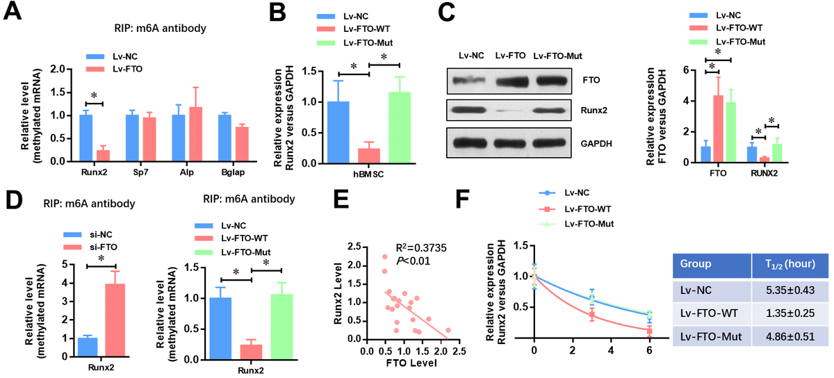 FTO represses the expression of Runx2 through its m6A demethylase activity. (A) The methylated RNA (m6A) level of Runx2, Sp7, Alp and Bglap in normal and FTO over-expressed BMSCs. *PB) The mRNA level of Runx2 in Wild-type or demethylase mutated FTO (R96Q) over-expressed BMSCs. *PC) The protein level of Runx2 in wild-type or demethylase mutated FTO (R96Q) over-expressed BMSCs. *PD) The methylated RNA (m6A) level of Runx2 in FTO down-regulated, wild-type or demethylase mutated FTO (R96Q) over-expressed BMSCs. *PE) Correlation between the mRNA level of FTO and Runx2 in the 20 cases of OP patients (R2=0.3735, PF) Half-life of Runx2 mRNA in FTO down-regulated, wild-type or demethylase mutated FTO (R96Q) over-expressed BMSCs after transcription inhibition (TI). All values were normalized to 18S rRNA.