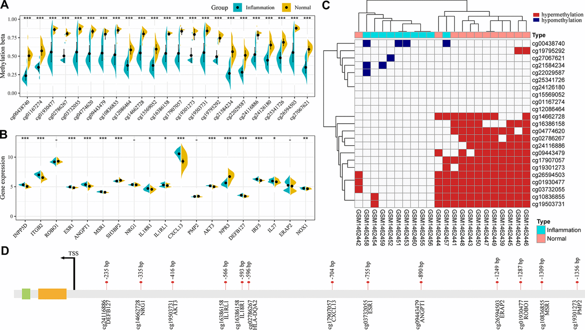 Genomic characteristics of immune-related co-DMPs. (A) The methylation distribution of 23 co-DMPs in patients and healthy groups. (B) The 20 immune genes annotated by 23 co-DMPs were differentially expressed in patients and healthy groups. (C) Hypermethylated and unmethylated distributions of 23 co-DMPs in each sample. (D) Distribution of 13 potential disease-specific markers in the promoter region.