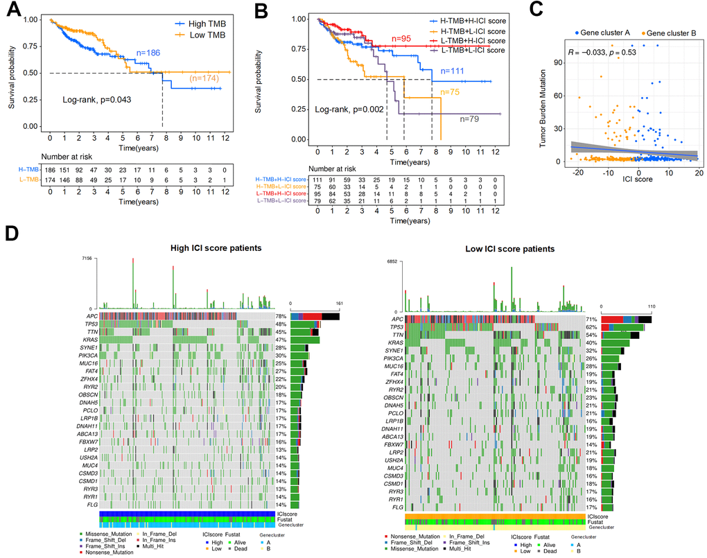 Association analysis of the ICI score and TMB. (A) Kaplan-Meier curve for high and low TMB colon cancer patients (Log-rank test, p=0.043). (B) Kaplan-Meier curve for combined subgroups of the ICI score and TMB (Log-rank test, p=0.002). (C) Correlation analysis between the TMB and ICI score, Spearman correlation coefficient = -0.033, p=0.53. (D) Waterfalls plot of driver gene mutations in the high and low ICI score subtypes. Rows represent colon cancer samples with different subgroups, columns represent genes, and the mutation type is indicated by different colors.