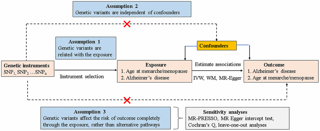 Schematic model of the MR study. SNP, single-nucleotide polymorphism; MR, mendelian randomization; IVW, inverse variance–weighted; WM, weighted median.