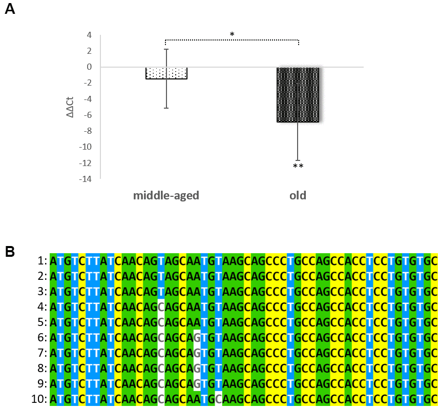 Age dependent expression of SPRR2C and conservation in evolution. In (A) the ΔΔCt values of SPPR2C in foreskin samples of middle aged (age range: 24-39 years) and elderly people (age range: 60 to 76 years) are shown after normalization to young foreskin samples (age range: 2.5-8 years), (N=5 in each group;). One-way ANOVA analysis indicates a significant difference between groups (p= 0.0153285). In (B) a multiple sequence alignment (first 54 nucleotides of the ORF) of SPRR2C in hominids, apes and mammals was calculated using MVIEW (https://www.ebi.ac.uk/Tools/msa/mview/). In most hominids the 6th codon (CAG) encodes a glutamine but is changed into a STOP codon (TAG) in Homo sapiens, Pan troglodytes and Pan paniscus. 1: Homo sapiens; 2: Pan troglodytes; 3: Pan paniscus; 4: Gorilla gorilla gorilla; 5: Pongo abelii; 6: Sapajus paella; 7: Papio Anubis; 8: Cebus capucinus; 9: Chlorocebus sabaeus; and 10: Condylura cristata.