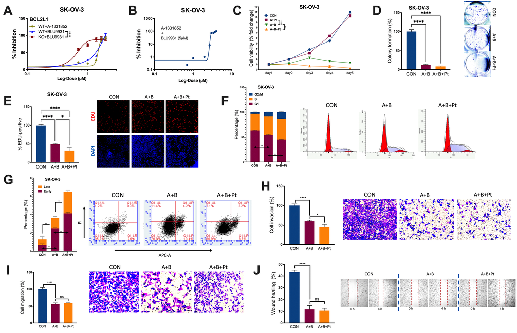 Combined inhibition is needed for BCL2L1-gained OvCa. Shown were sigmoidal curve fitting for IC50s of (A) A-1331852 and BLU-9931 in SK-OV-3 cells with or without BCL2L1-KO and (B) A-1331852 in SK-OV-3 cells treated with set dose of BLU-9931 at 5 μM; (C) Cell viability of SK-OV-3 cells treated with A-1331852 (A) at 3 μM and/or BLU-9931 (B) at 5 μM and/or cisplatin (Pt) at 1 mg/mL in the 5-day course detected by MTT; (D) colony formation assay; (E) EDU-stained proliferation assay; (F) cell cycle profiling and (G) apoptosis analysis examined by flow cytometry; Transwell-based (H) invasion and (I) migration; and (J) wound-healing assay in SK-OV-3 cells treated with A-1331852, BLU-9931 and cisplatin all at 72 h of treatment with doses shown in panel (C) (N = 5 in all assays; *P 