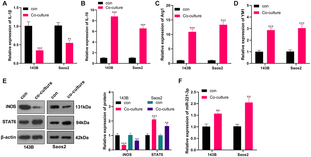OS induced M2-TAM activation and boosted exosome-derived miR-221-3p. M2-TAMs were co-cultured with 143B and Saos2 cells. (A–D) qRT-PCR assayed the contents of macrophage polarization markers IL-1β, IL-10, Arg1 and YM1; (E) The iNOS and STAT6 profiles were verified by WB; (F) qRT-PCR was utilized to test the miR-221-3p level. **P ***P N = 3.