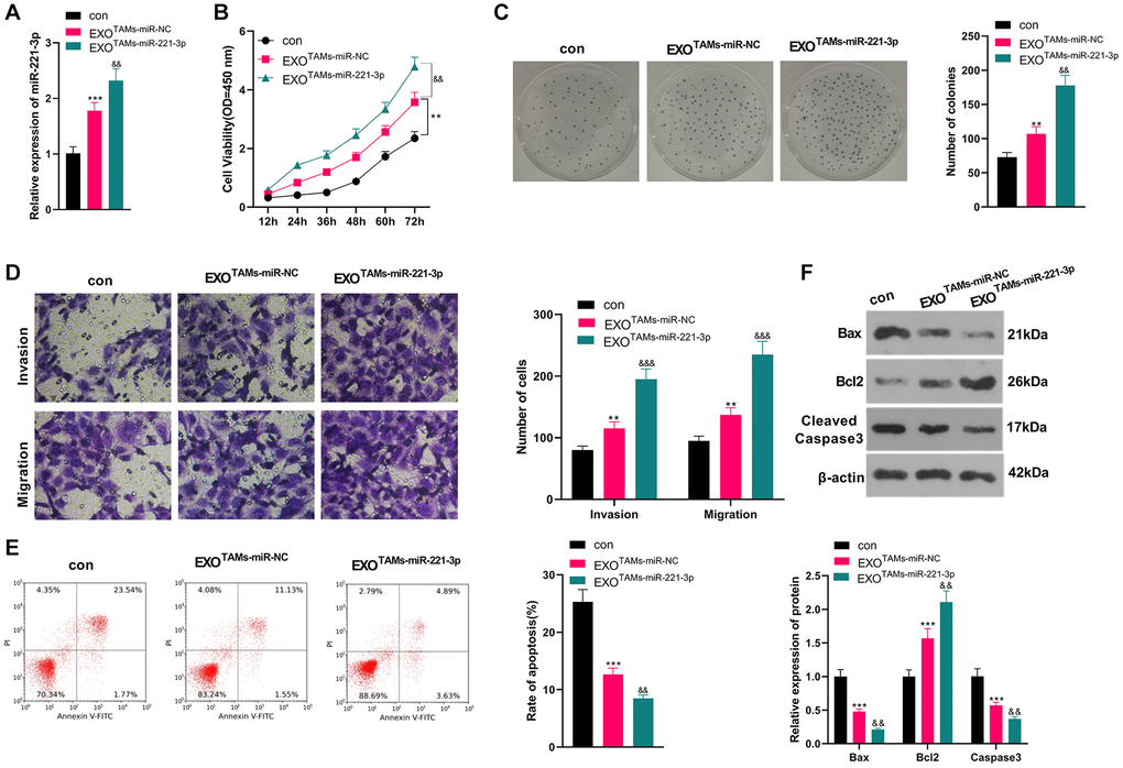 Overexpressing miR-221-3p aggravated OS. M2-TAMs were transfected with miR-221-3p mimics. The exosomes in the culture medium of M2-TAMs were isolated and then treated with Saos2 cells. (A) qRT-PCR detected the miR-221-3p profile. (B) CCK-8 checked cell viability. (C) Cell proliferation was tested by the colony formation assay. (D) Cell migration and invasion were examined by Transwell assay. (E) Cell apoptosis of Saos2 was detected by FCM. (F) Bax, Bcl2 and Cleaved Caspase-3 were examined by WB. *P **P ***P &P &&P &&&P TAMs+miR-NC group), N = 3.