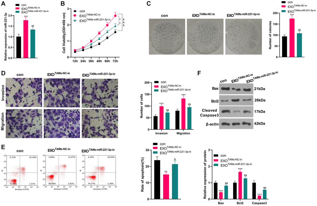 Knockdown miR-221-3p inhibits the malignant progression of OS. miR-221-3p-in were transfected into M2-TAMs. The exosomes in the culture medium of M2-TAMs were isolated and then treated with Saos2 cells. (A) qRT-PCR verified the miR-221-3p profile. (B) CCK-8 monitored cell viability. (C) Cell proliferation was monitored by the colony formation experiment. (D) Cell migration and invasion were compared by Transwell. (E) Apoptosis of Saos2 was detected by FCM. (F) Bax, Bcl2 and Cleaved Caspase-3 were examined by WB. *P **P ***P &P &&P &&&P TAMs+NC-in group), N = 3.