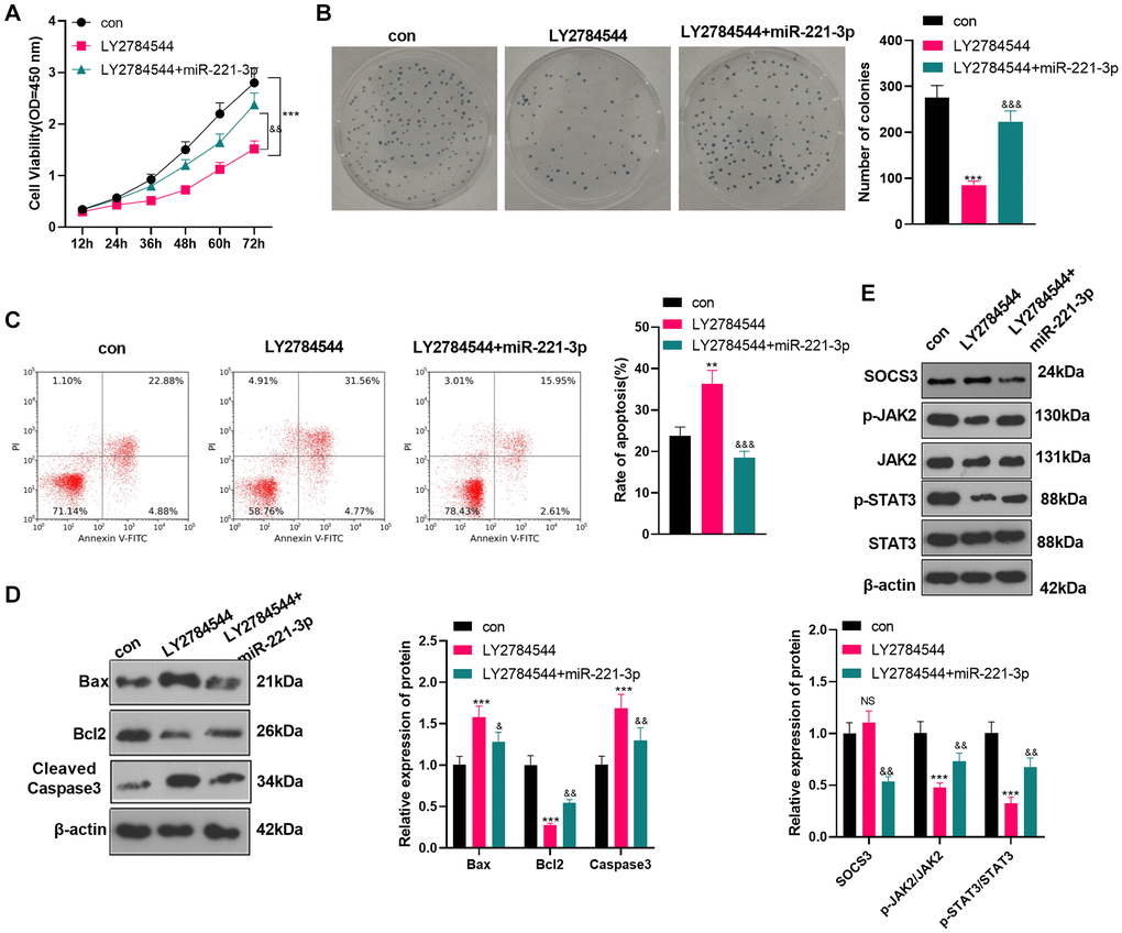 Inhibiting JAK2/STAT3 reversed the oncogenic property of miR-221-3p. LY2784544 (3 nM) was applied to treat Saos2 cells, which were transfected with miR-221-3p mimics. (A) CCK-8 tested cell viability. (B) Cell proliferation was monitored by the colony formation assay. (C) FCM was utilized to detect cell apoptosis. (D) The profiles of Bax, Bcl2 and Cleaved Caspase-3 were assessed by WB. (E) WB was conducted to detect the SOCS3/JAK2/STAT3 profile and its phosphorylation. NSP>0.05, **P ***P &P &&P &&&P N = 3.