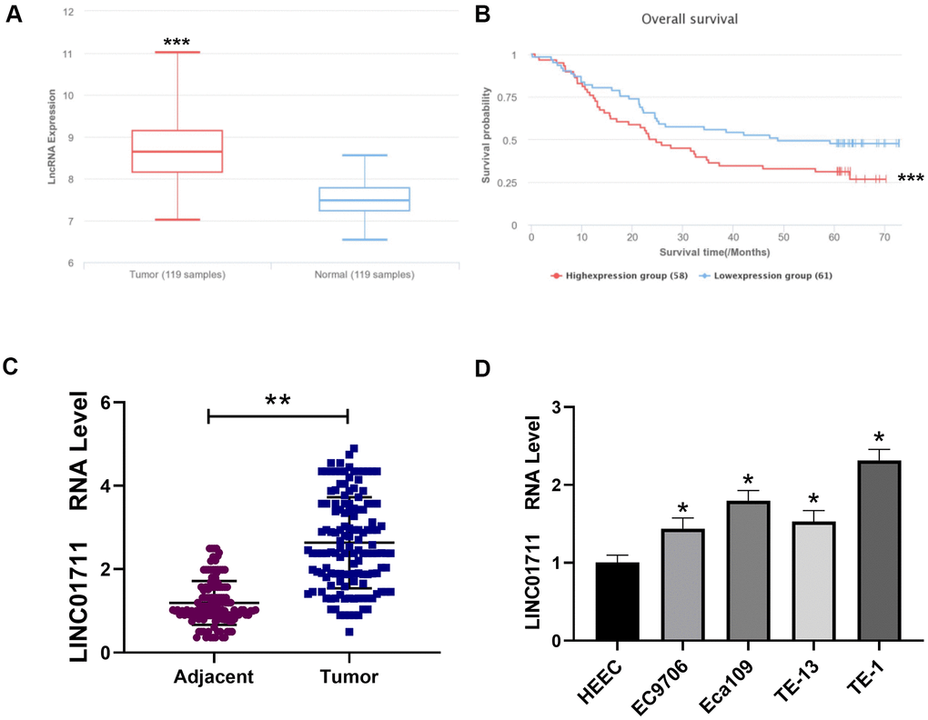 Linc01711 was highly expressed in ESCC. (A) The expression of LINC01711 in ESCC and adjacent normal tissues was predicted by LnCAR database. (B) The expression of LINC01711 was related to the survival of patients predicted by LnCAR database. (C) The LINC01711 levels in ESCC and adjacent normal tissues were detected by RT-qPCR (n=137). (D) RT-qPCR was used to test the LINC01711 level in human normal esophageal epithelial cell line HEEC and five esophageal squamous carcinoma cell lines. n=4. p p p 