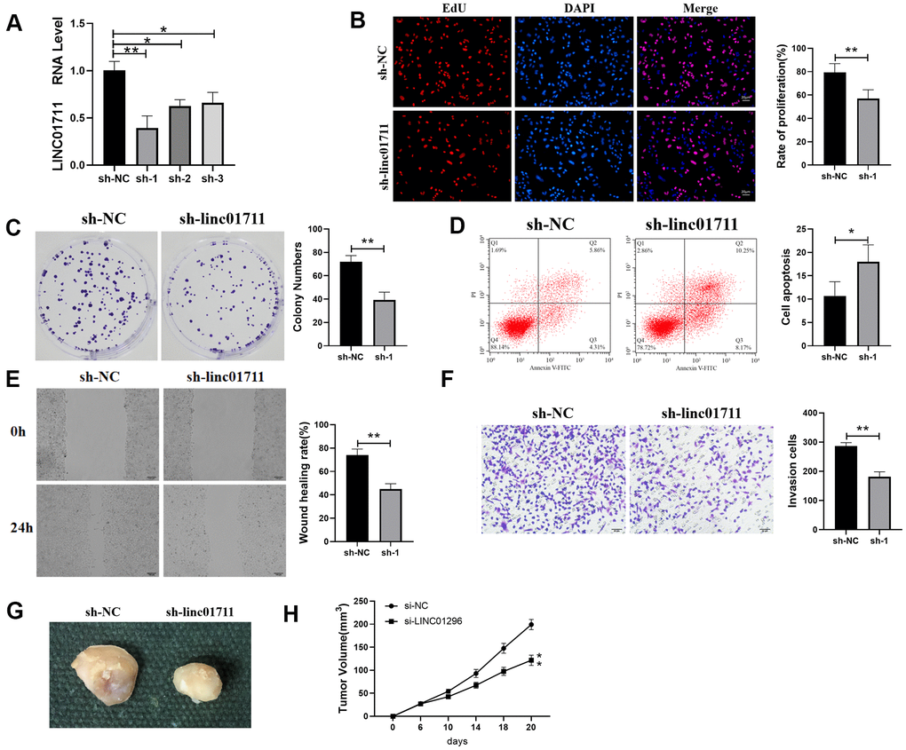 Interference with the expression of LINC01711 inhibited the proliferation, migration and invasion of TE-1 cells and promoted apoptosis. (A) RT-qPCR was used to test the interference efficiency of LINC01711 sh-RNA on TE-1 cells. n=6. (B) The proliferation of TE-1 cells was detected by EdU method. n=6. (C) Colony forming ability was determined by colony formation test. n=6. (D) The apoptosis of TE-1 cells was detected by flow cytometry. (E) The migration of TE-1 cells was detected by wound healing assay. n=6. (F) The invasiveness of TE-1 cells was detected by Transwell method. n=6. (G) Representative tumor images. (H) Tumor volume growth curve of each group, n=5. p p 