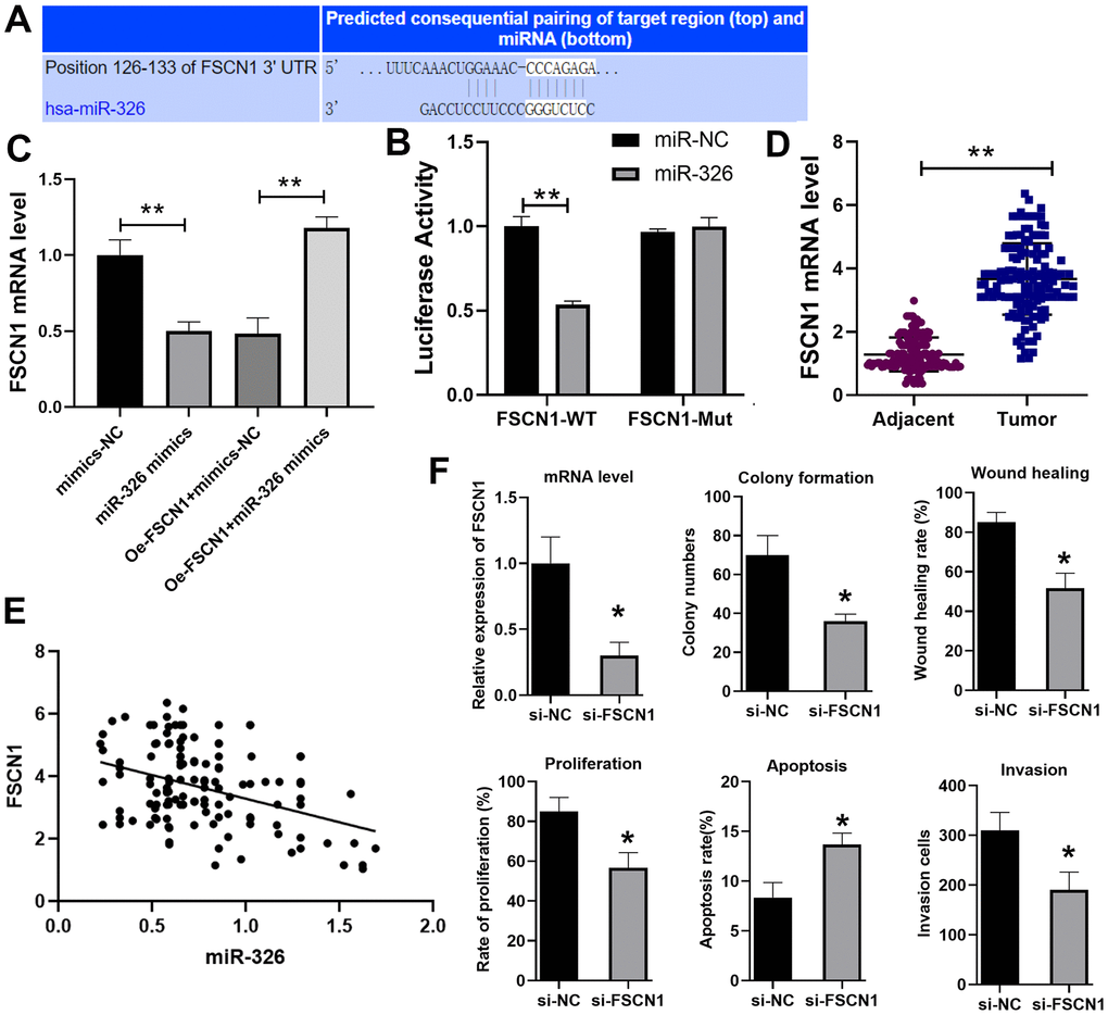 miR-326 binds to and regulates FSCN1. (A) Predicted binding site of miR-326 and FSCN1 by the Target scan website. (B) Luciferase reporter assay was used to verify the binding of miR-326 and FSCN1. n=6. (C) RT-qPCR analysis of the level of FSCN1. n=6. (D) The expression of FSCN1 in ESCC and paracancerous tissues was detected by RT-PCR. n=6. (E) The correlation of FSCN1 and miR-326 in ESCC was analyzed by Pearson correlation analysis. (F) Knockdown of FSCN1 expression by siRNA in TE-1 cells inhibited the colony formation, wound healing, proliferation, invasion and increased cell apoptosis. N=3-4. * p p 