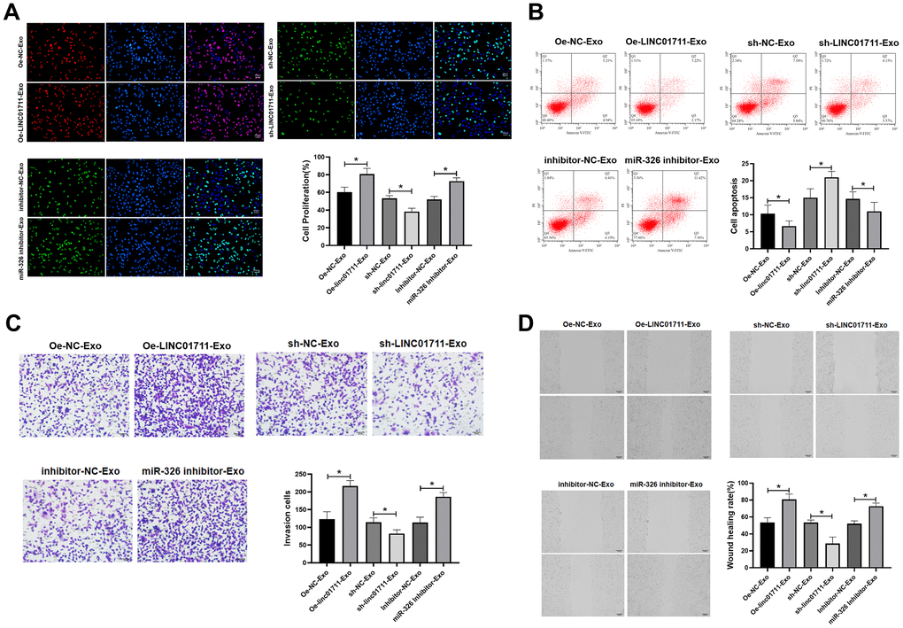 Exosome shuttle LINC01711 down-regulated miR-326, and up-regulated FSCN1. (A) Cell proliferation was detected by EdU assay. n=6. (B) The apoptosis of cells was detected by flow cytometry. n=6. (C) The invasiveness of cells was tested by the Transwell method. n=6. (D) Cell migration was measured by wound healing assay. n=6. * p 